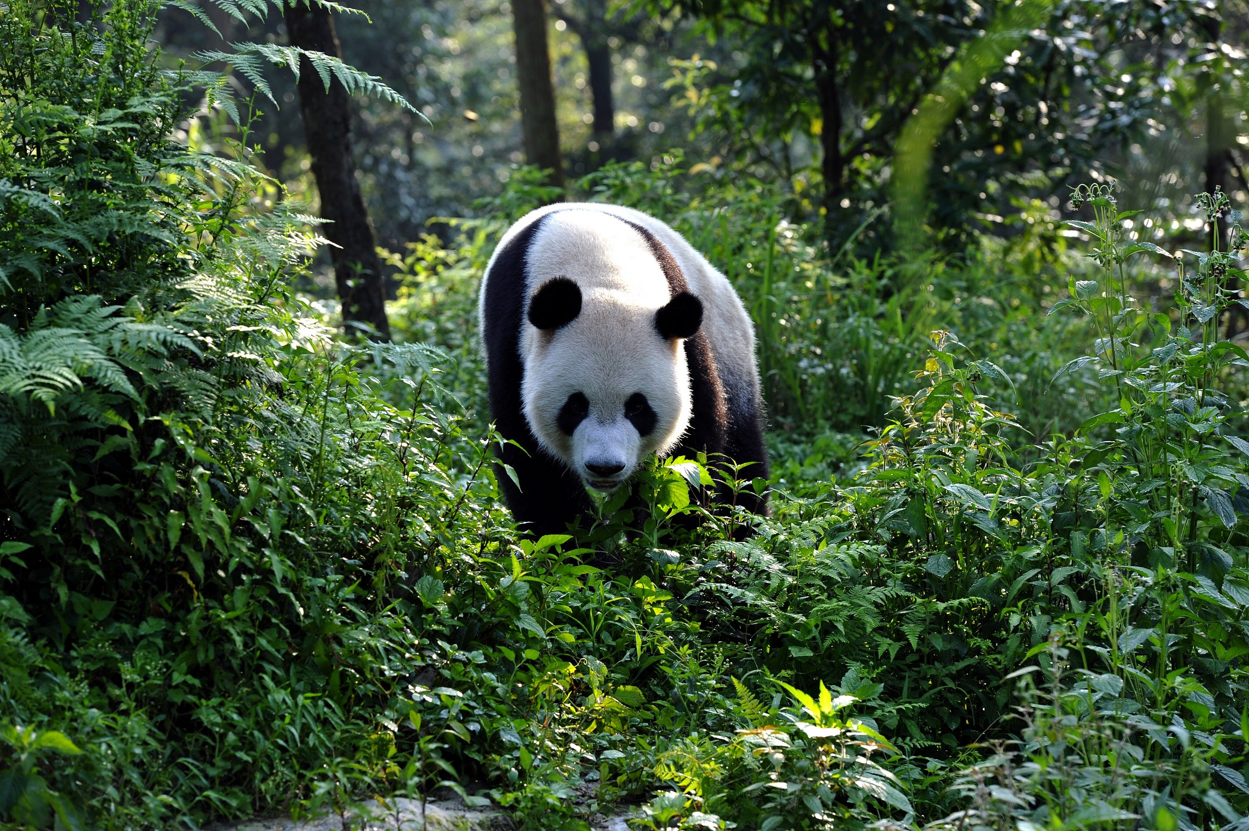 Aristocrat wild panda slot online
